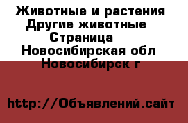 Животные и растения Другие животные - Страница 3 . Новосибирская обл.,Новосибирск г.